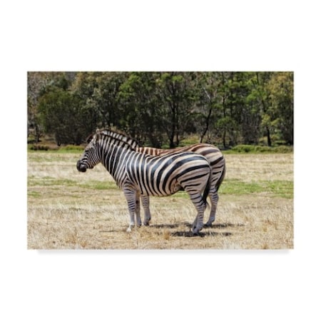 Incredi 'Zebra Standing' Canvas Art,22x32
